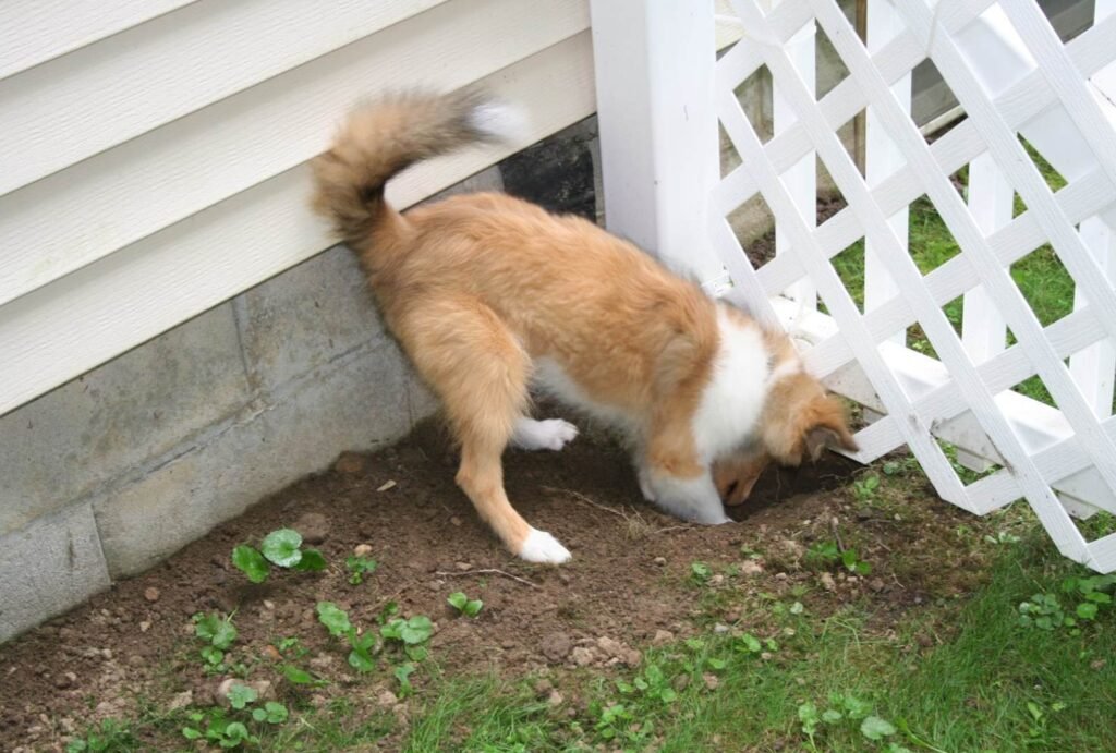 How to Stop a Dog from Digging Under Fence