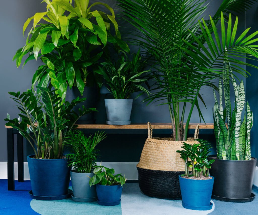 Easy Care Indoor Plants for Low Light