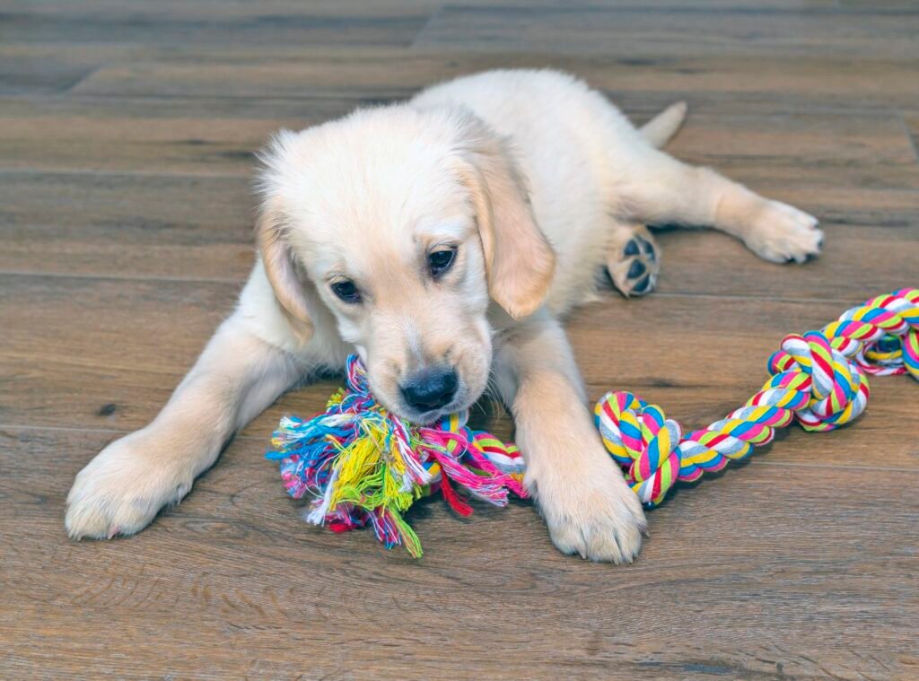 DIY Dog Toy Rope Old T-Shirts