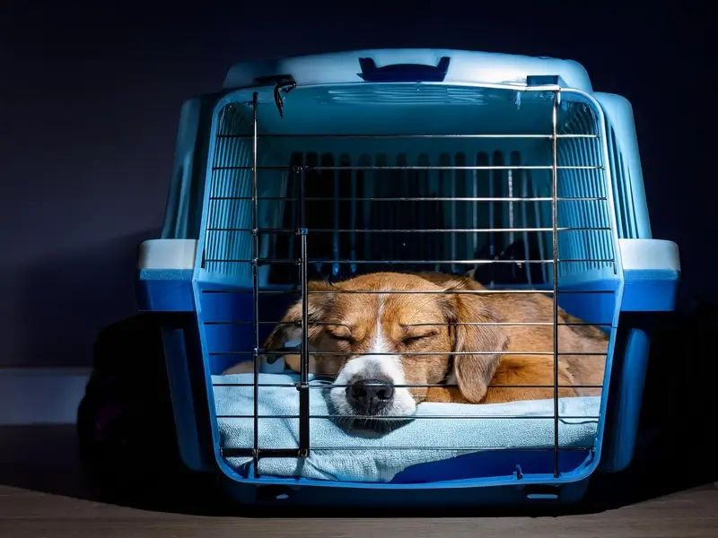 Stop Dog Barking at Night Crate Training