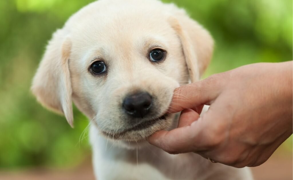 How to Train a Puppy Not to Bite