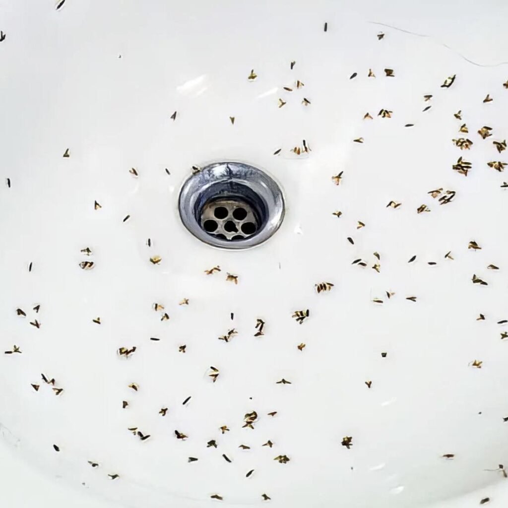 How to keep gnats out of bathroom drains naturally?