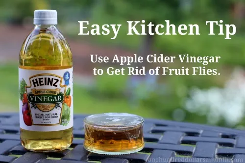 Get Rid of Fruit Flies Fast with Vinegar