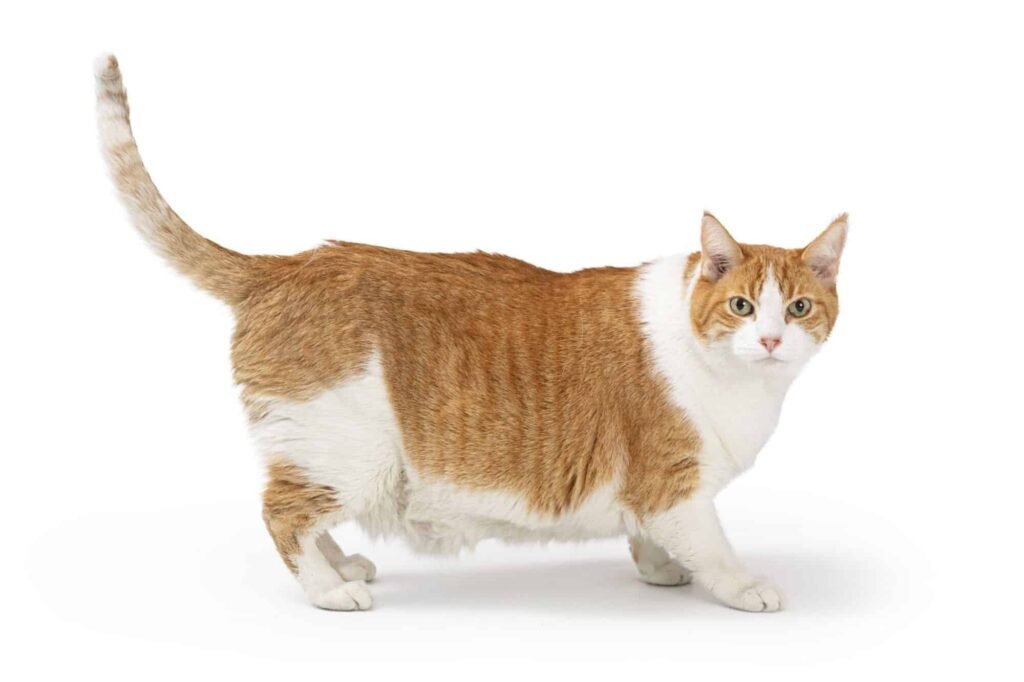 Best Cat Food for Weight Loss and Urinary Health