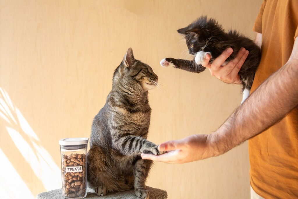 How to Introduce a New Cat to Your Home