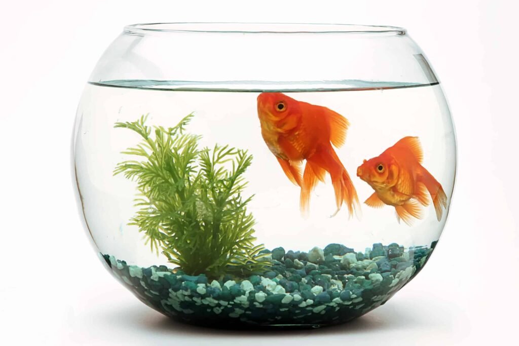 Best Fish for Small Freshwater Tanks