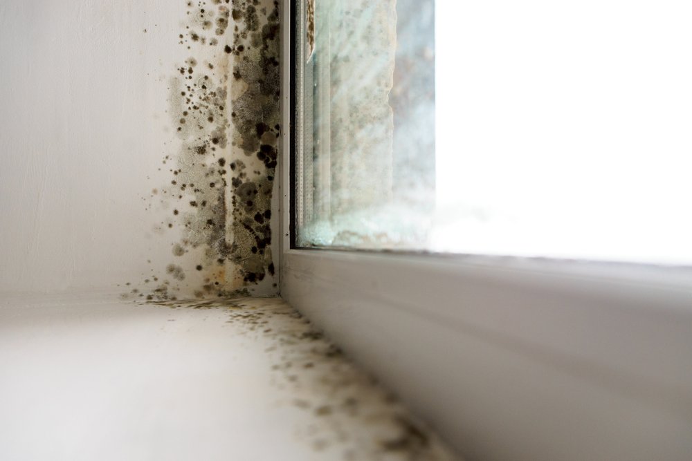 How to Clean Mold from Window Sills?
